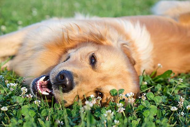happy dog